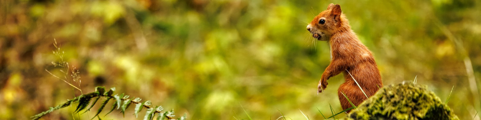 Red squirrel standing on moss in a woodland setting, perfect for a wildlife photography workshop for beginners.