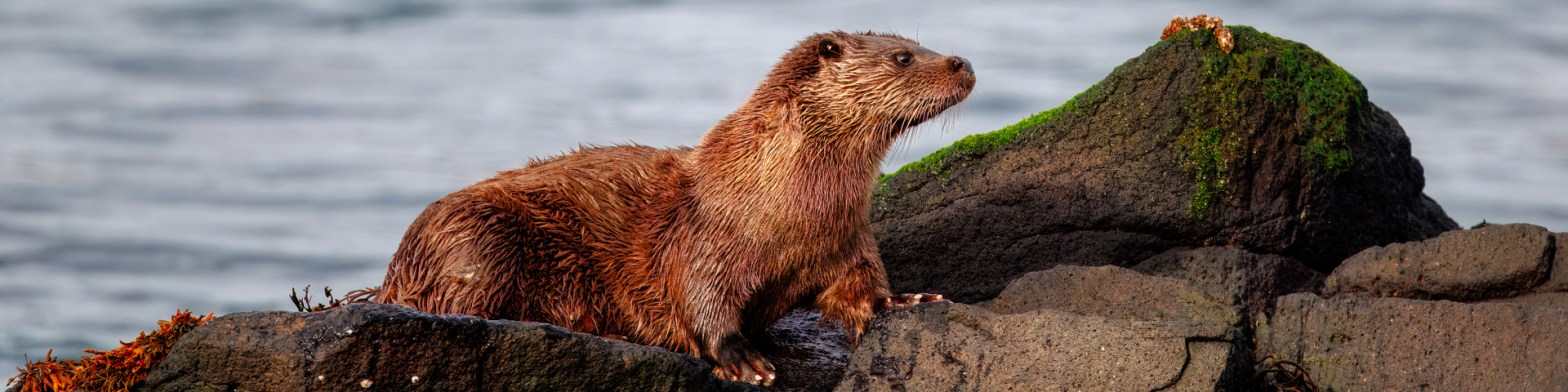 River otter on rocks with moss, looking right. Great for an otter photography workshop.