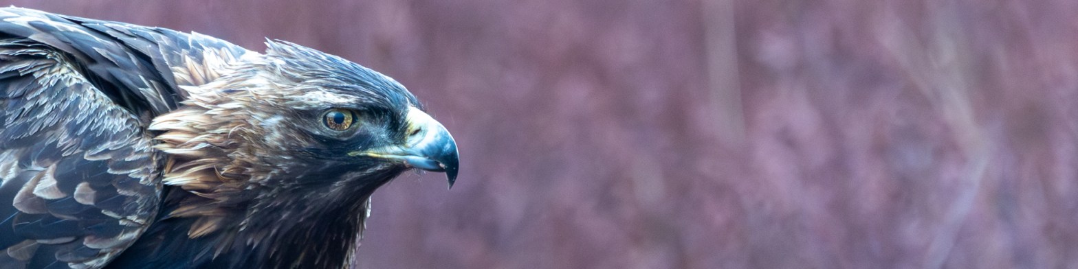 Golden eagle portrait. Majestic raptor with sharp beak and intense gaze. Taken by Michael Cook frequent Camera Club Speaker
