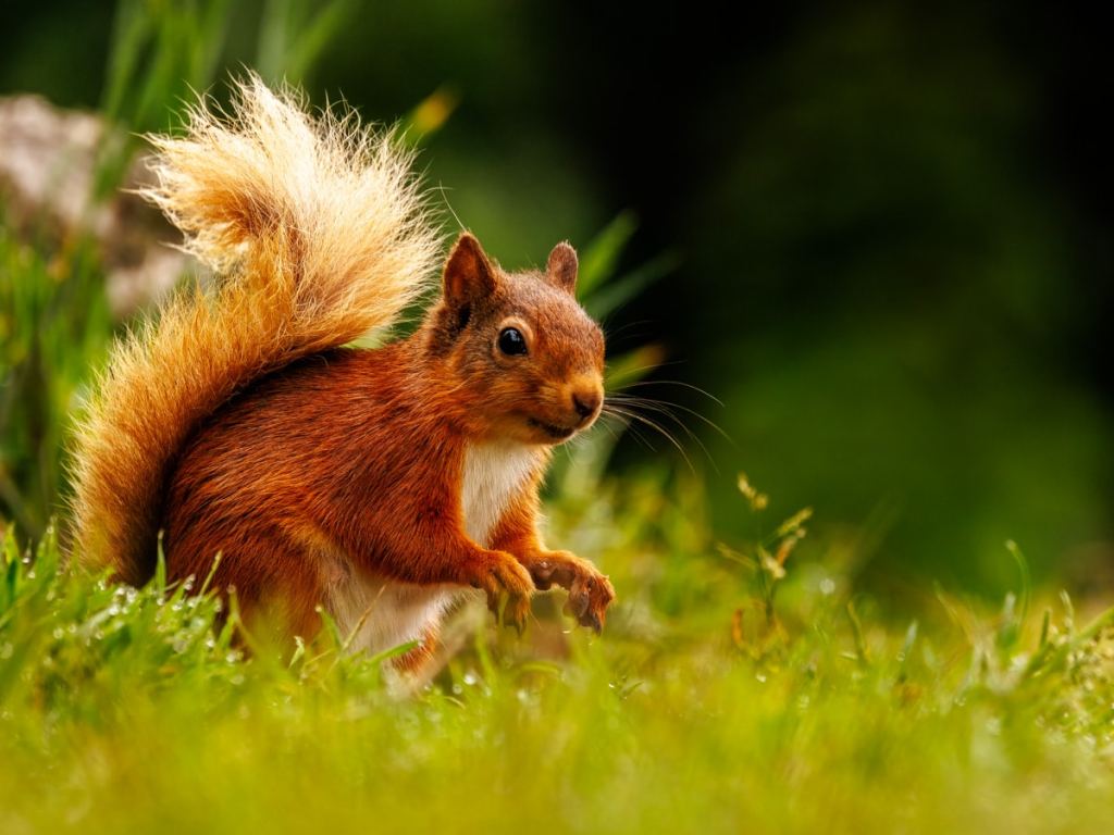 Gannets soar around Bass Rock. Boat trip adventure.