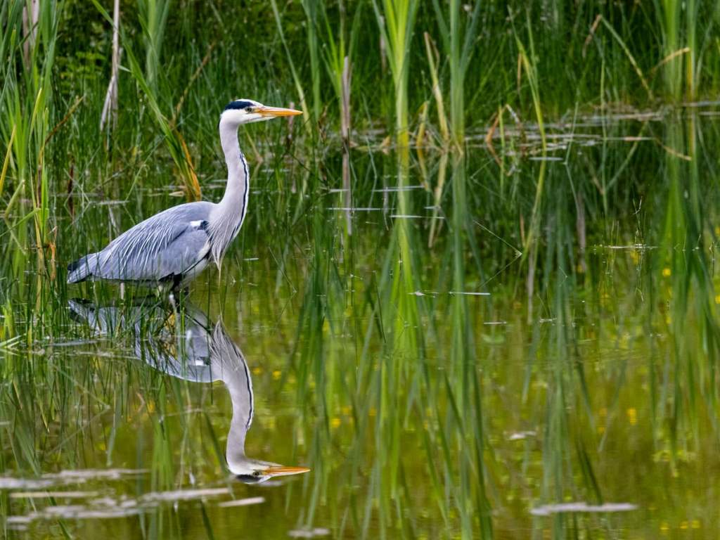 Grey heron reflected in water surrounded by tall green grass; suitable for a wildlife photography workshop for beginners.