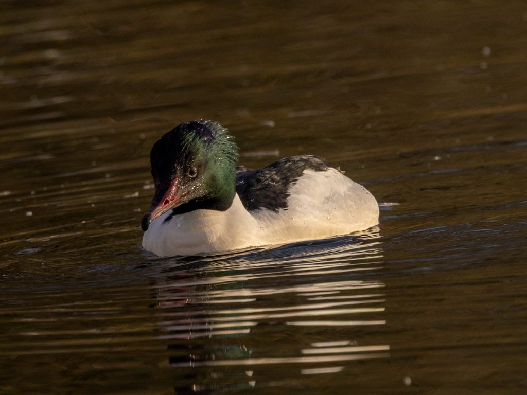 Male Common Merganser duck swimming, captured during a wildlife photography workshop for beginners.