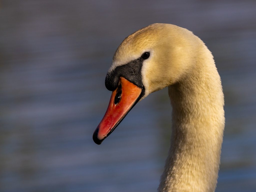 Swan portrait with orange beak and black markings, perfect for a wildlife photography workshop for beginners.