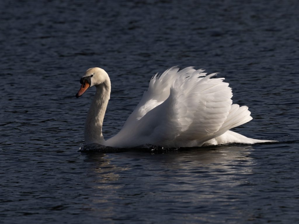 Swan swimming in dark water, a beautiful subject for a wildlife photography workshop for beginners.