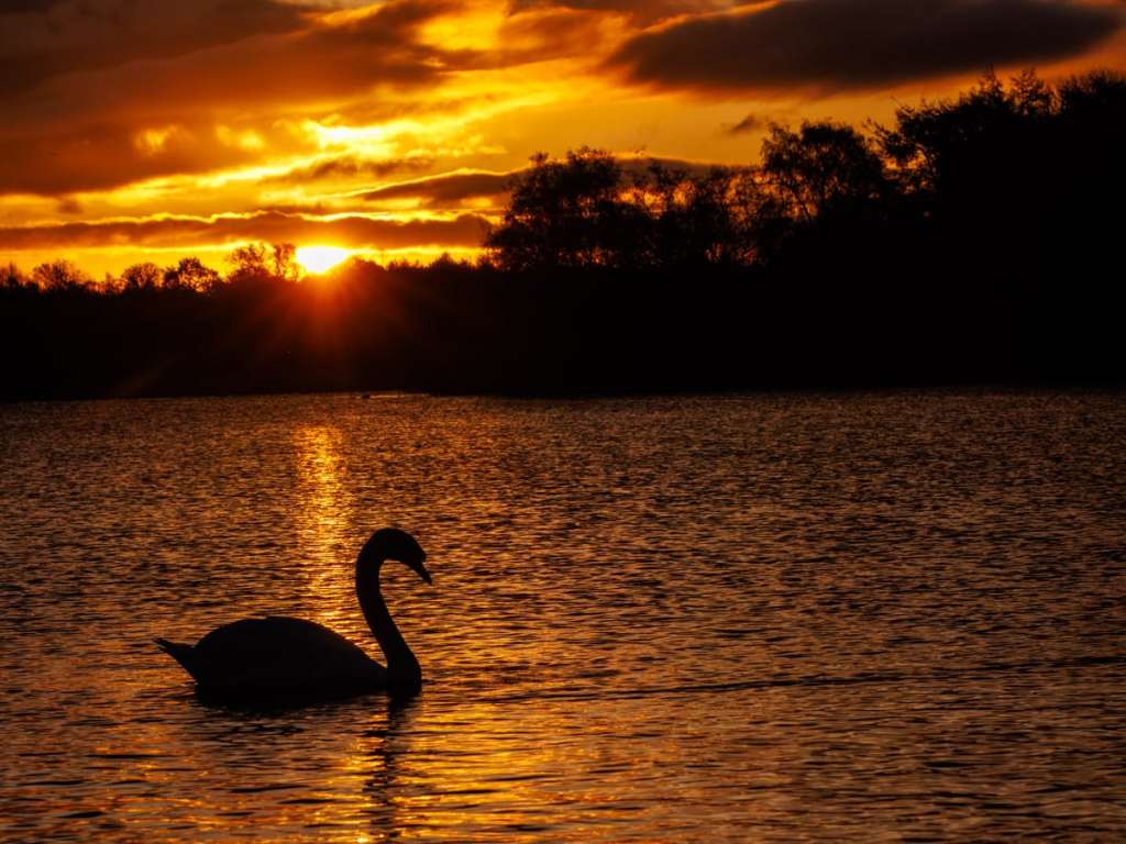 Swan silhouetted against a golden sunset on a lake; suitable for a wildlife photography workshop.