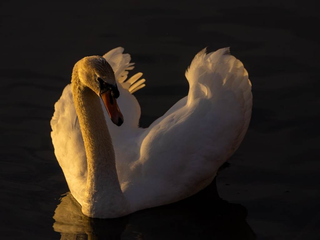 Swan in golden light, a beautiful subject for a wildlife photography workshop for beginners.