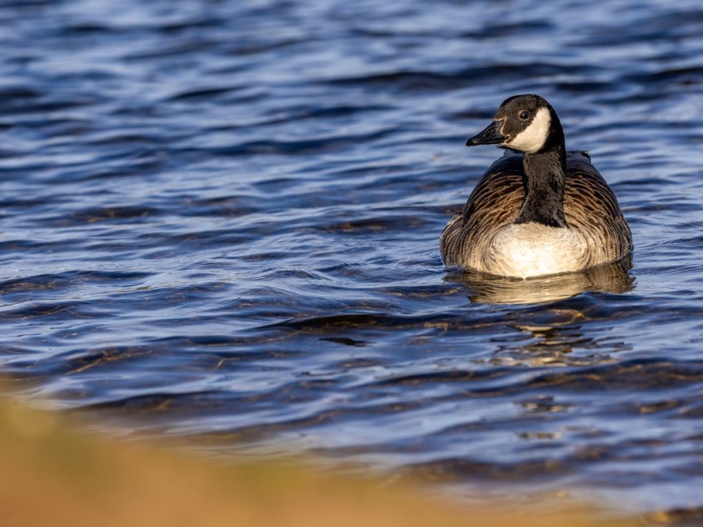 Canada goose swimming in blue water, perfect for a wildlife photography workshop for beginners.