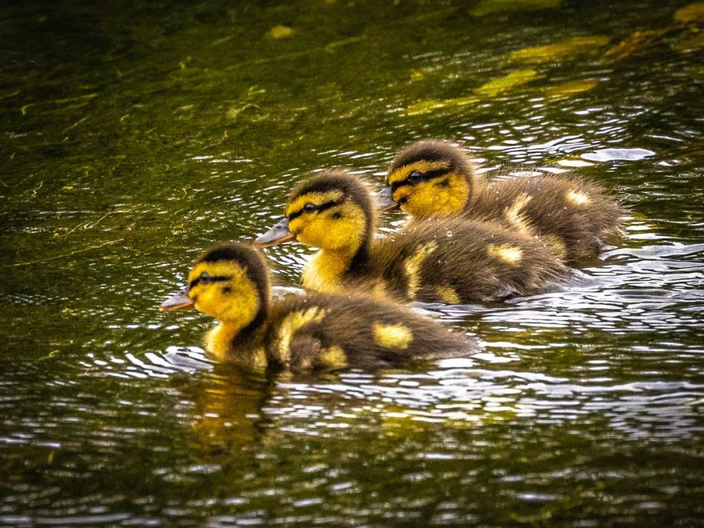 Three ducklings swimming in a pond, perfect for a wildlife photography workshop for beginners.