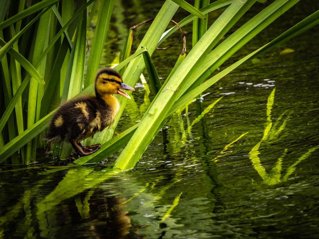Duckling at water's edge among green reeds, ideal for a wildlife photography workshop for beginners.