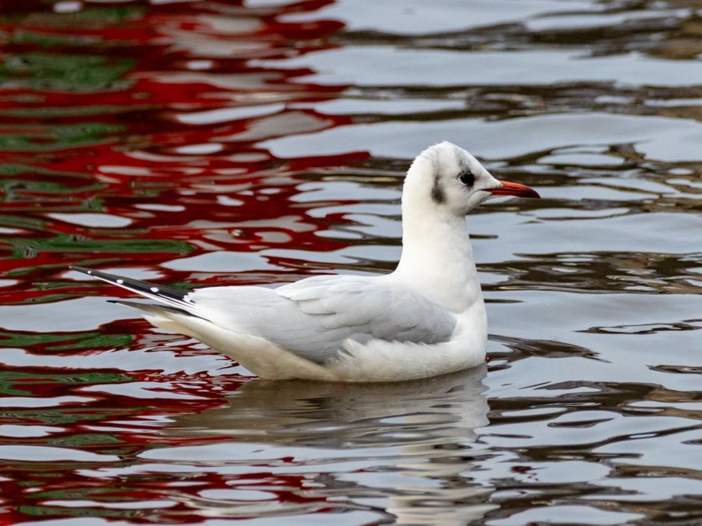 Gull swimming in water with red and green reflections. Wildlife photography for beginners.