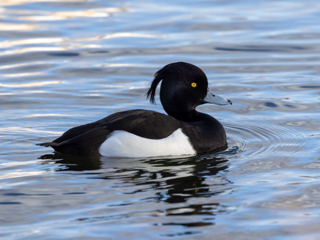 Tufted duck swimming, perfect for a Wildlife Photography Workshop for Beginners.