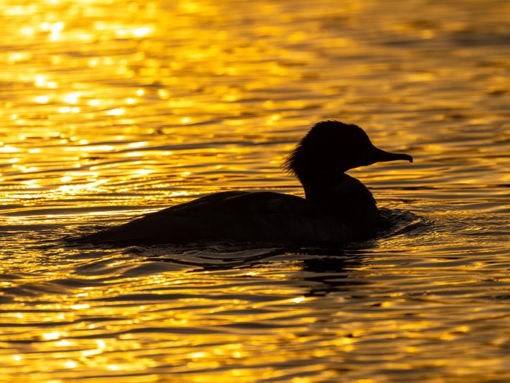 Duck silhouette swimming in golden water. Wildlife photography workshop for beginners.