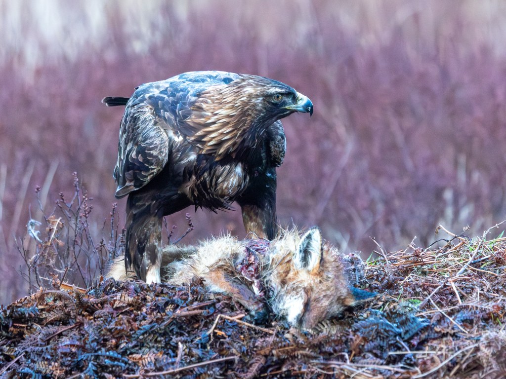 Golden eagle preys on a fox in Scotland. WildScot showcases Scottish wildlife.