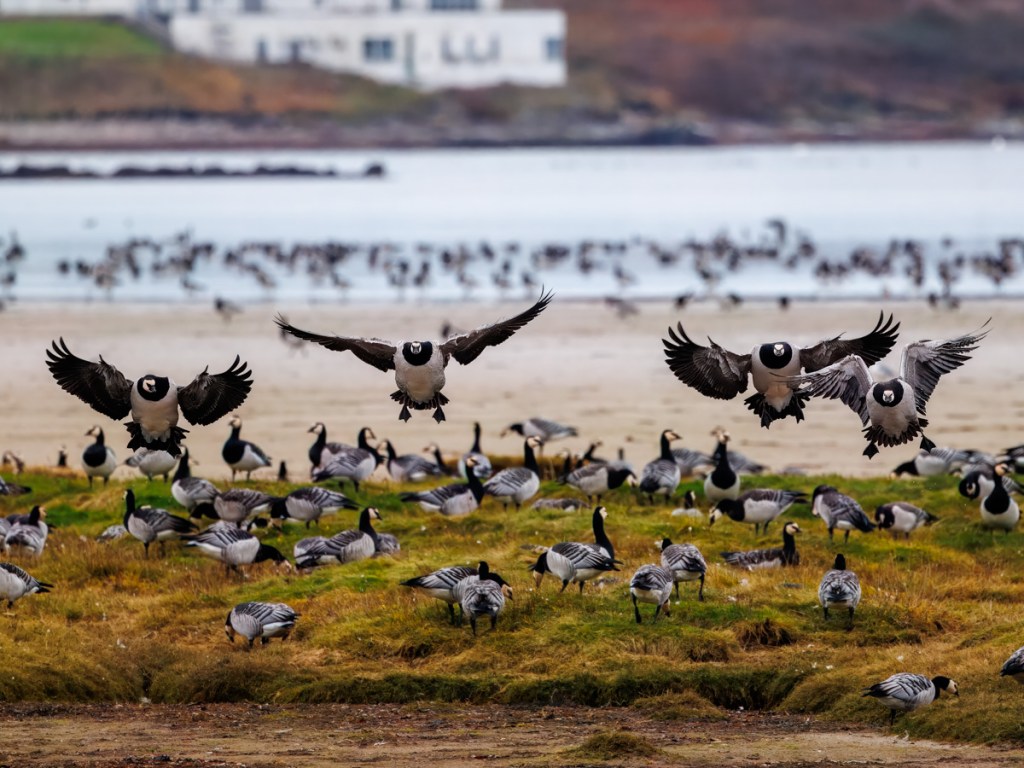 Gannets soaring near a rocky cliff face, a scene from my 2021 year list.