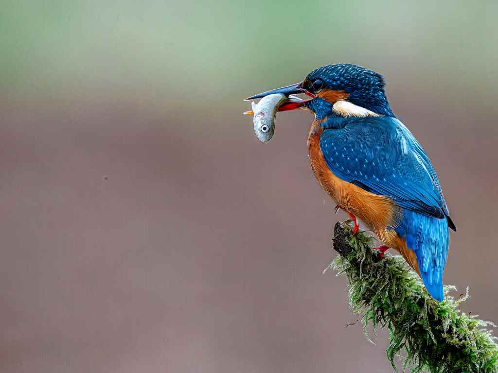 Kingfisher with fish, a vibrant example of wildlife in Scotland, perched on moss.