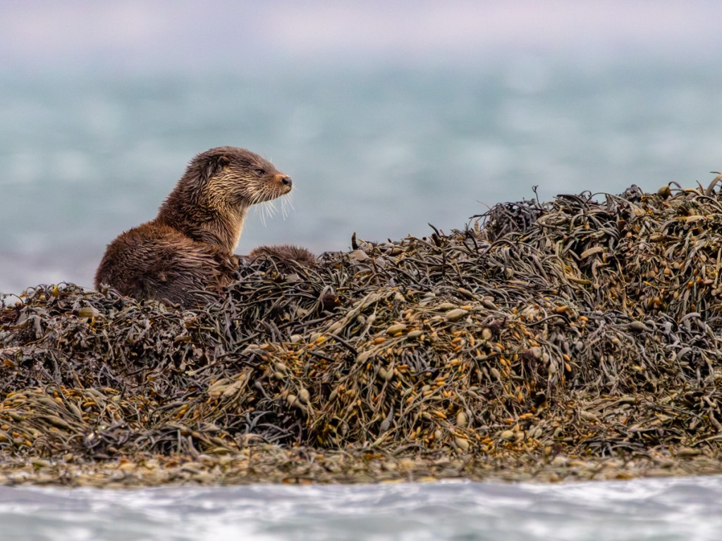 Gannets soaring near a rocky cliff face, a scene from my 2021 year list.