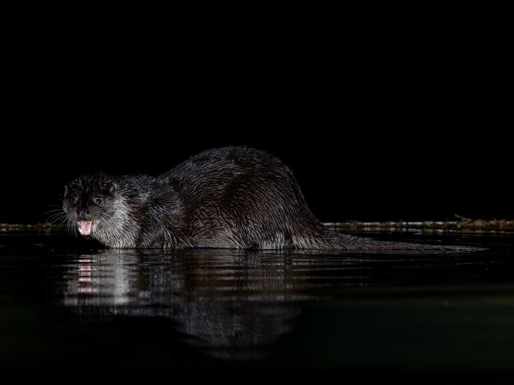 Otter in water, mouth open. Wildlife in Scotland, as seen on WildScot.