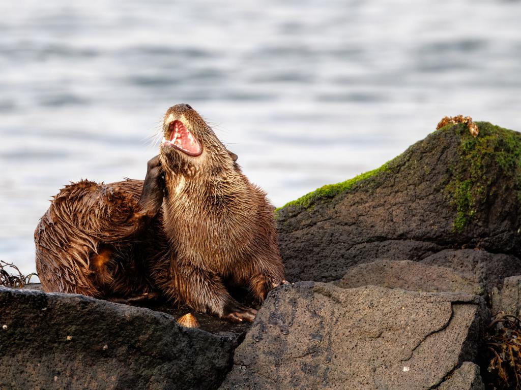 Scottish otter yawns while perched on coastal rocks. Wildlife in Scotland.