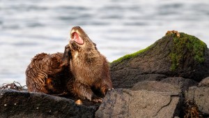 Picture of an Eurasian Otter preening on the Isle of Mull. Photographing Otters on Mull