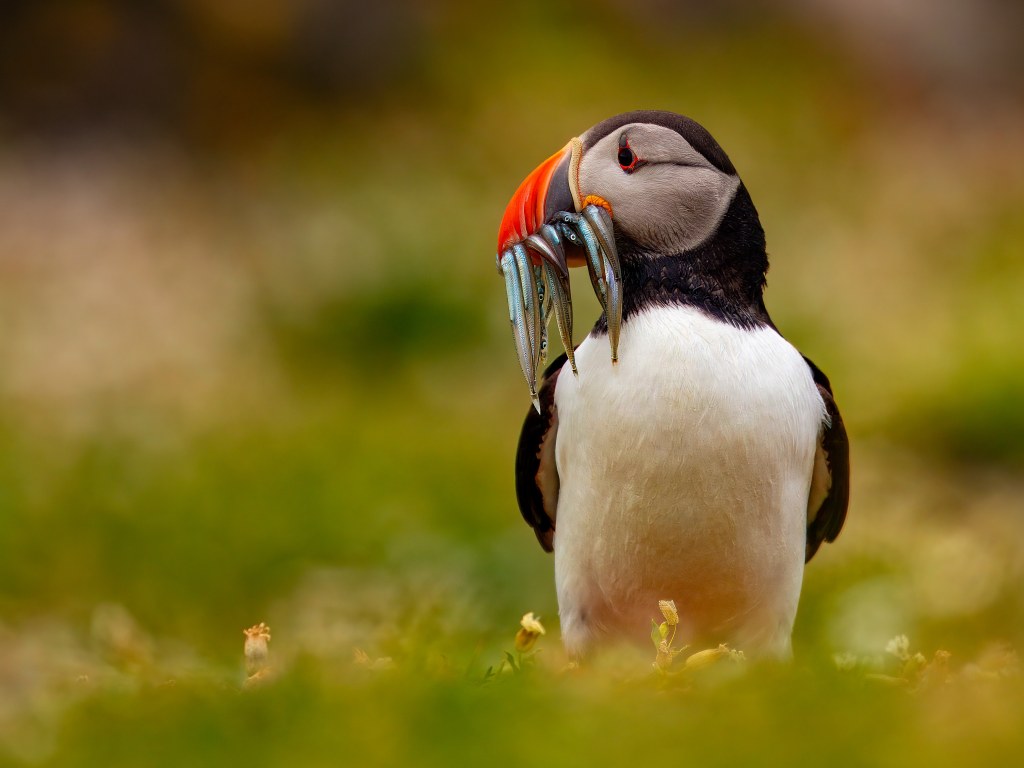 Puffin with fish in beak, a wildlife in Scotland image from WildScot blog.