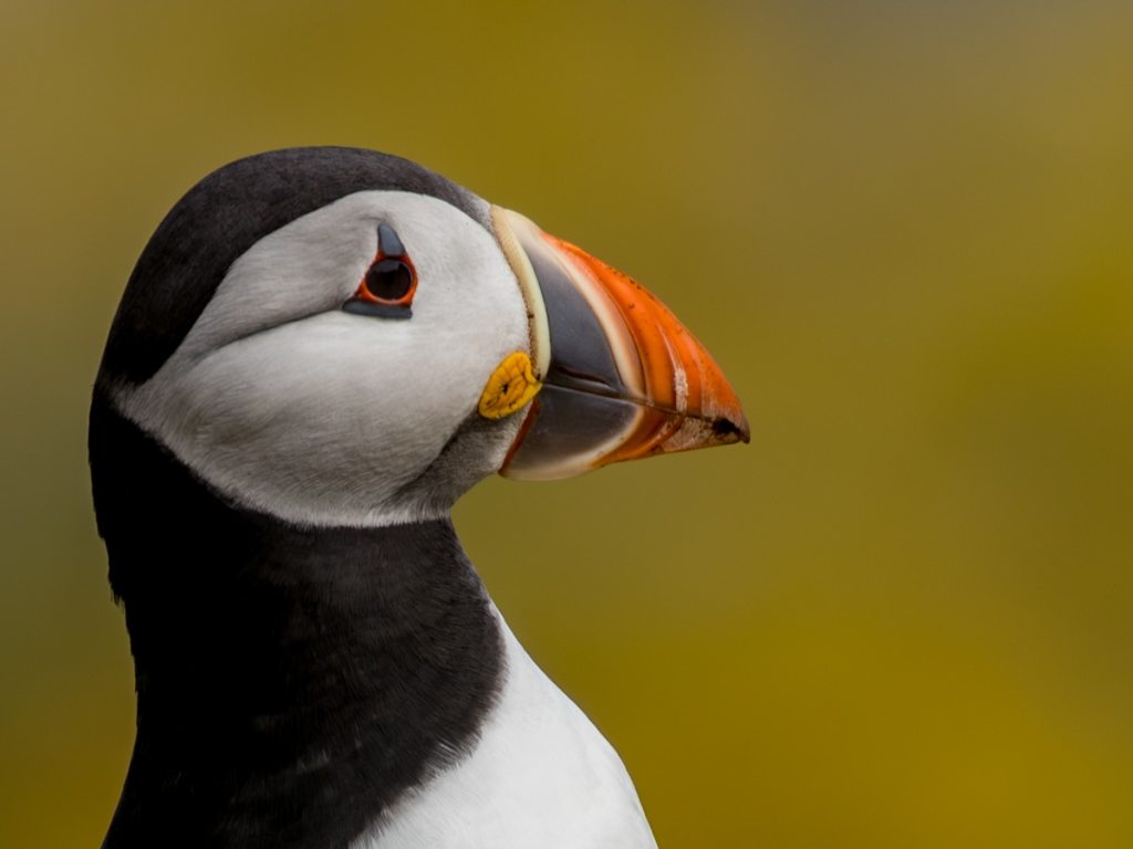 Gannet in flight against a cloudy sky.