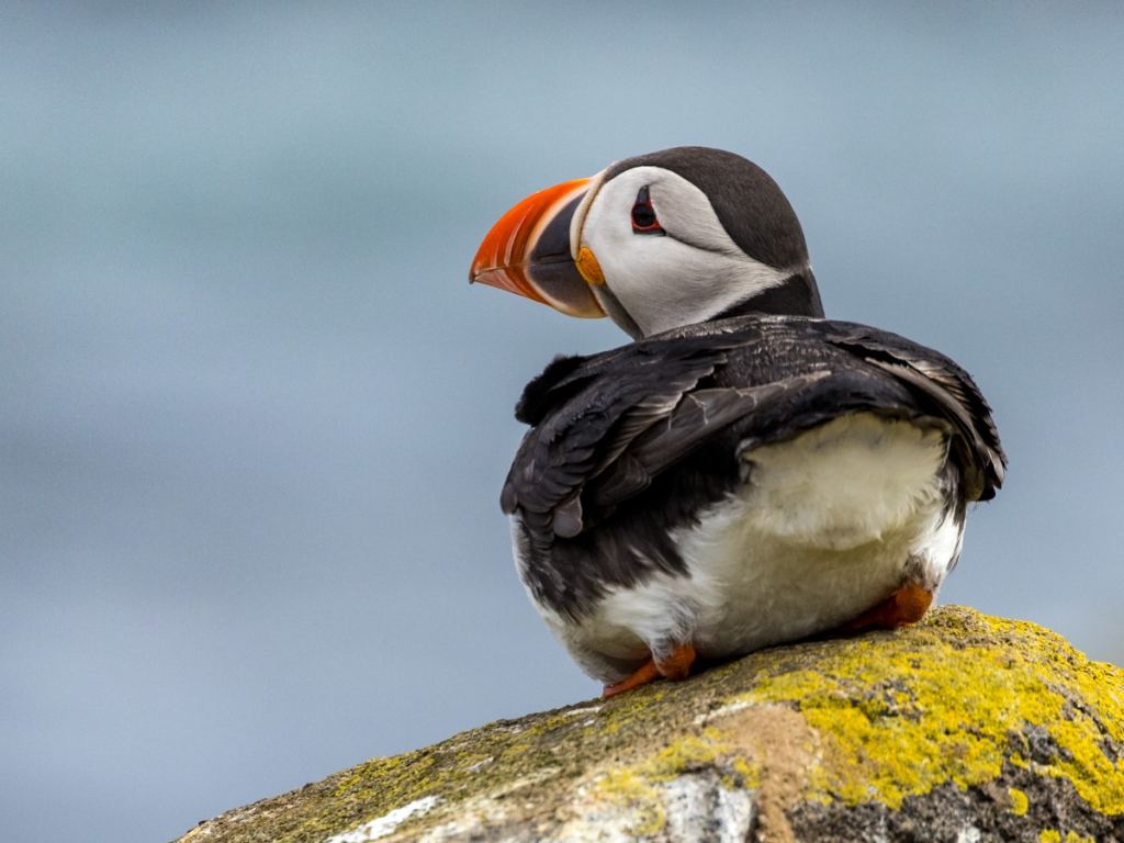 Gannet in flight against a cloudy sky.