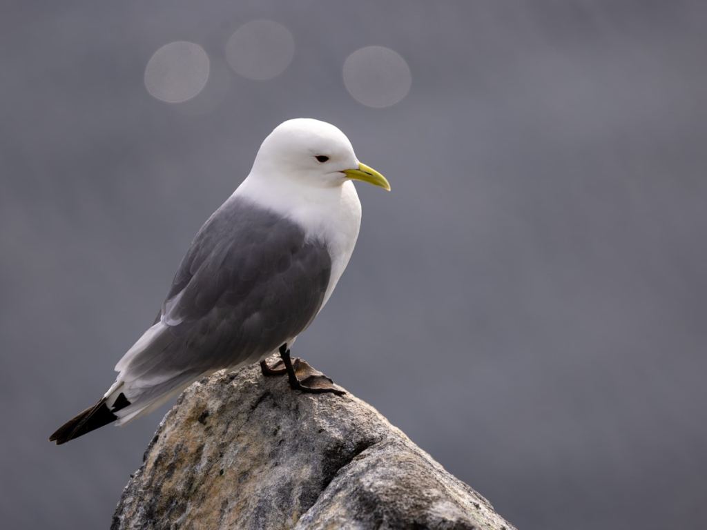 Gannet colony on a cliff face, with many birds flying in a blue sky.