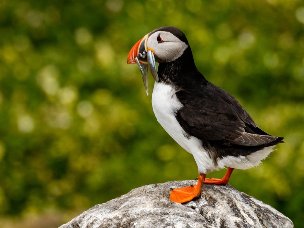 Razorbill swimming in the water during a boat trip to Bass Rock.