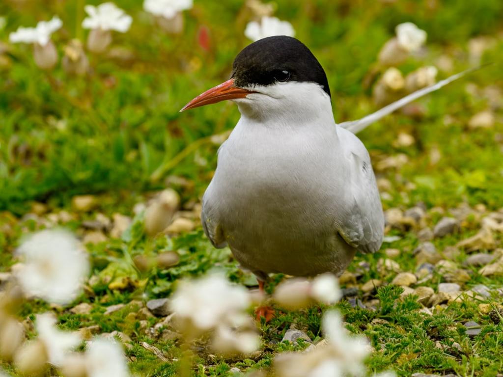 Gannet in flight against a cloudy sky.