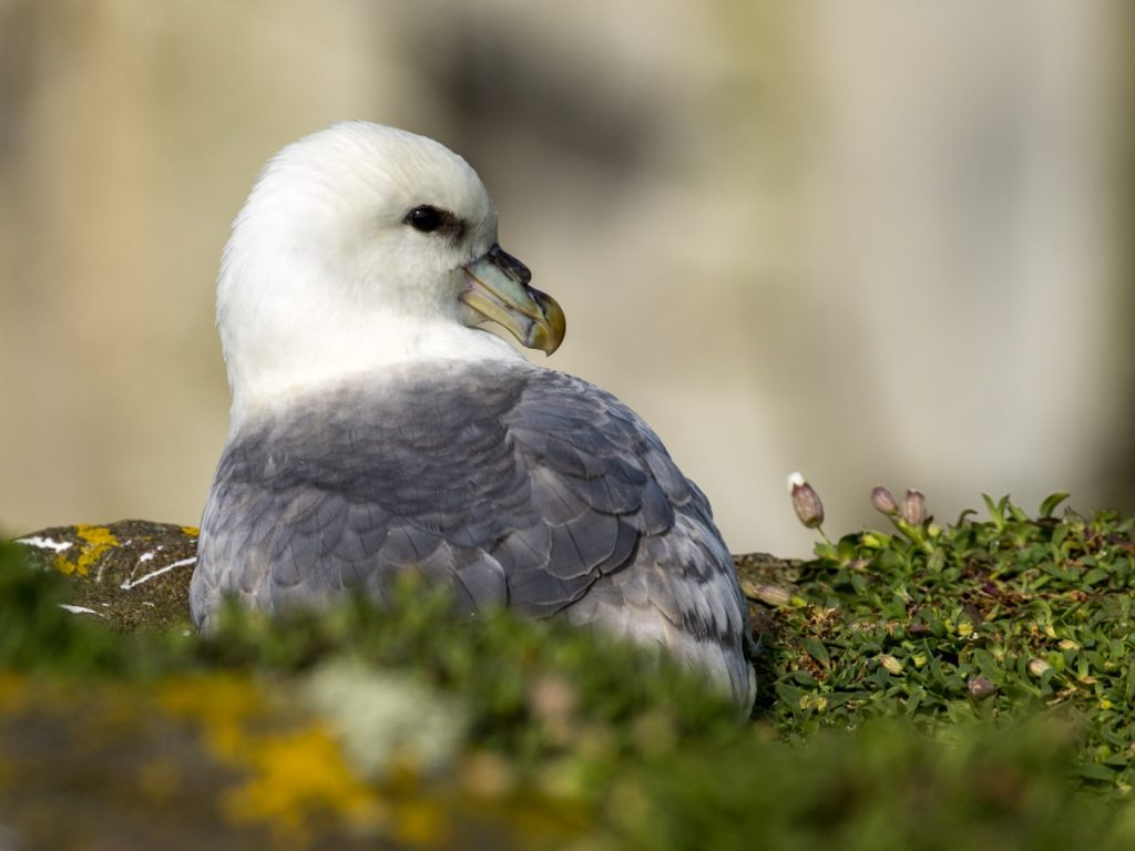 Gannet in flight against a cloudy sky.