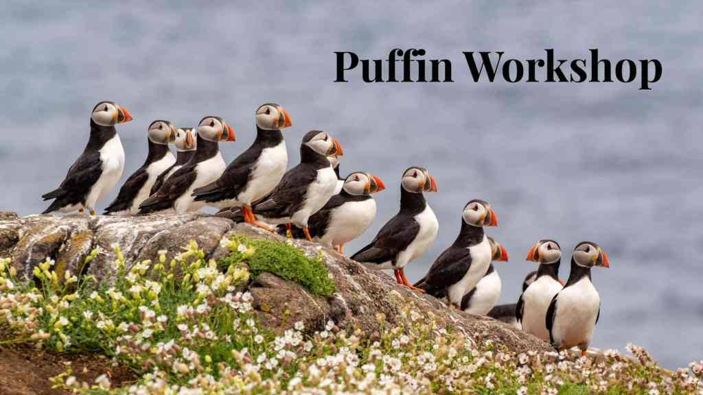 Puffin Workshop: A group of Atlantic puffins with colorful beaks on a rocky outcrop covered in wildflowers.