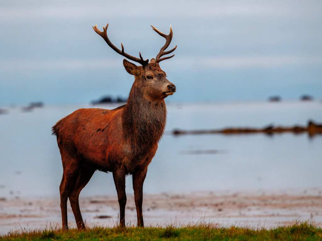 Red deer stag in Scotland, a striking example of wildlife in scotland, standing proudly in a field.