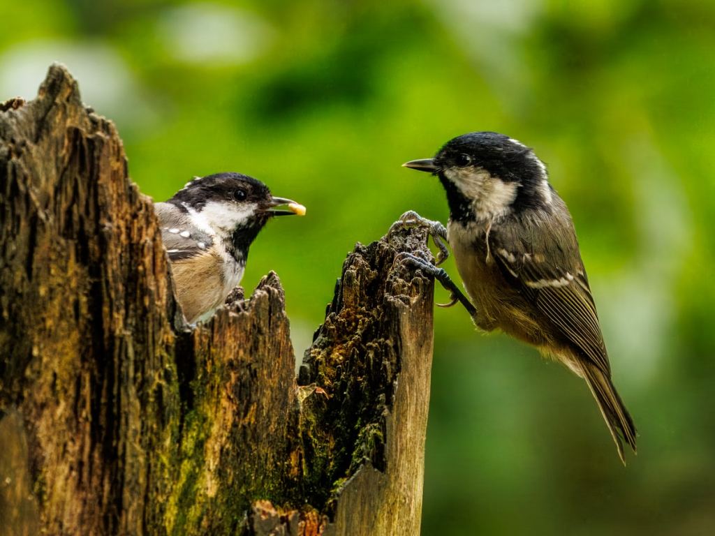 Two Coal Tits perched on a tree stump, a great shot from the Wildlife Photography Workshop for Beginners.