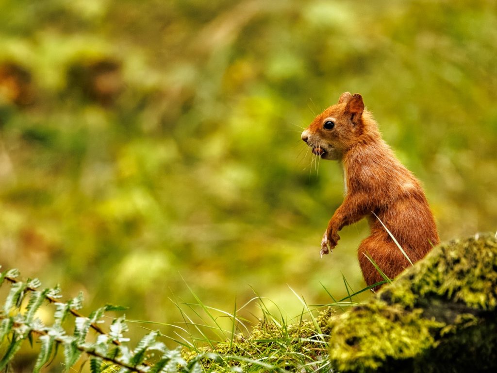 Red squirrel standing alert on mossy ground. Wildlife Photography Workshop for Beginners.