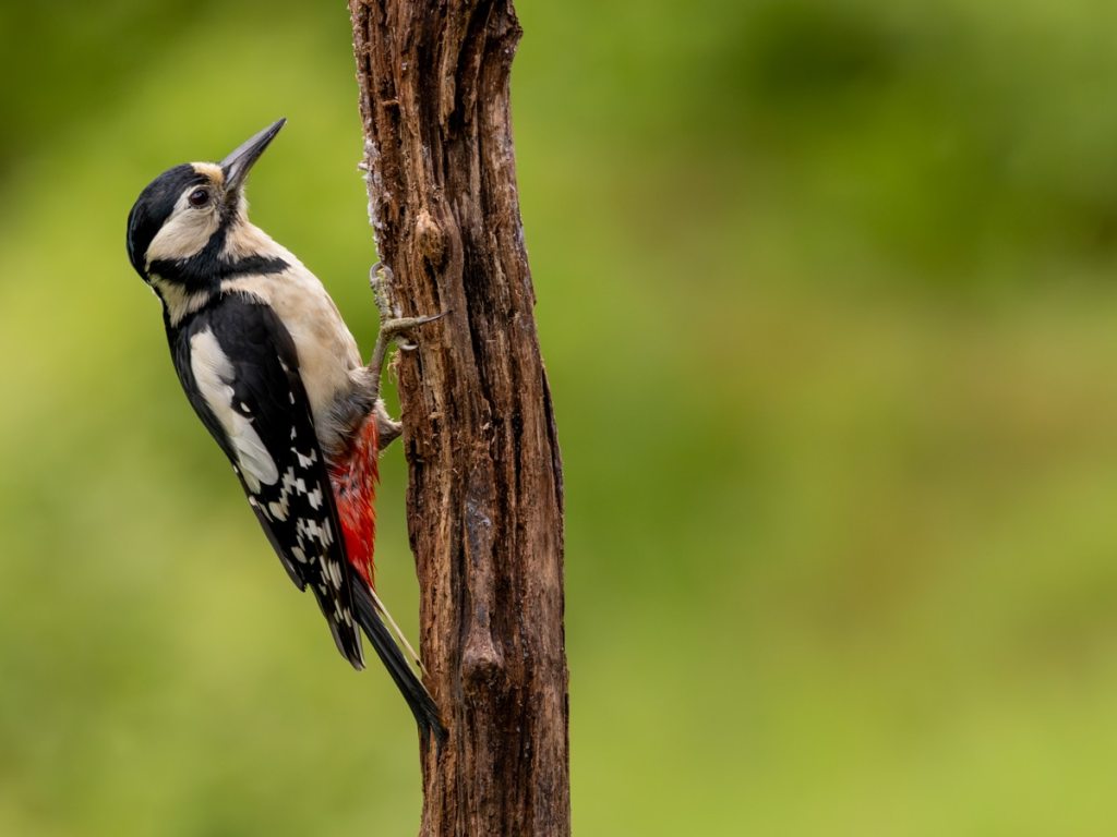 Great Spotted Woodpecker clings to a tree trunk, a great image for a Wildlife Photography Workshop for Beginners.