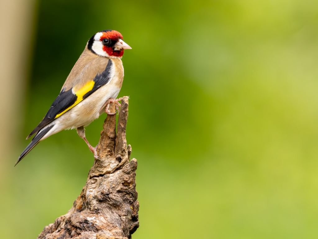 Goldfinch perched on a branch, a vibrant subject for a wildlife photography workshop.