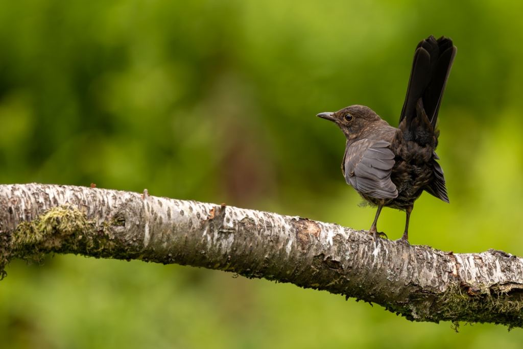 Female blackbird perched on a birch branch, ideal for wildlife photography workshop for beginners.