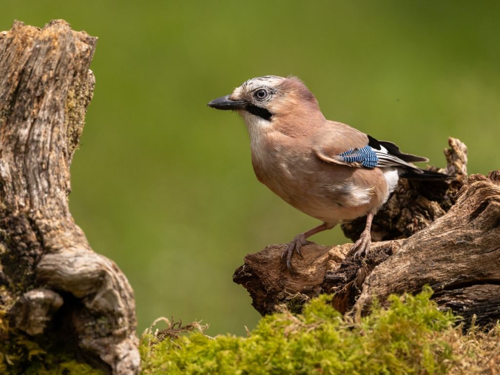 Eurasian jay perched on a mossy log. Great for a wildlife photography workshop for beginners.