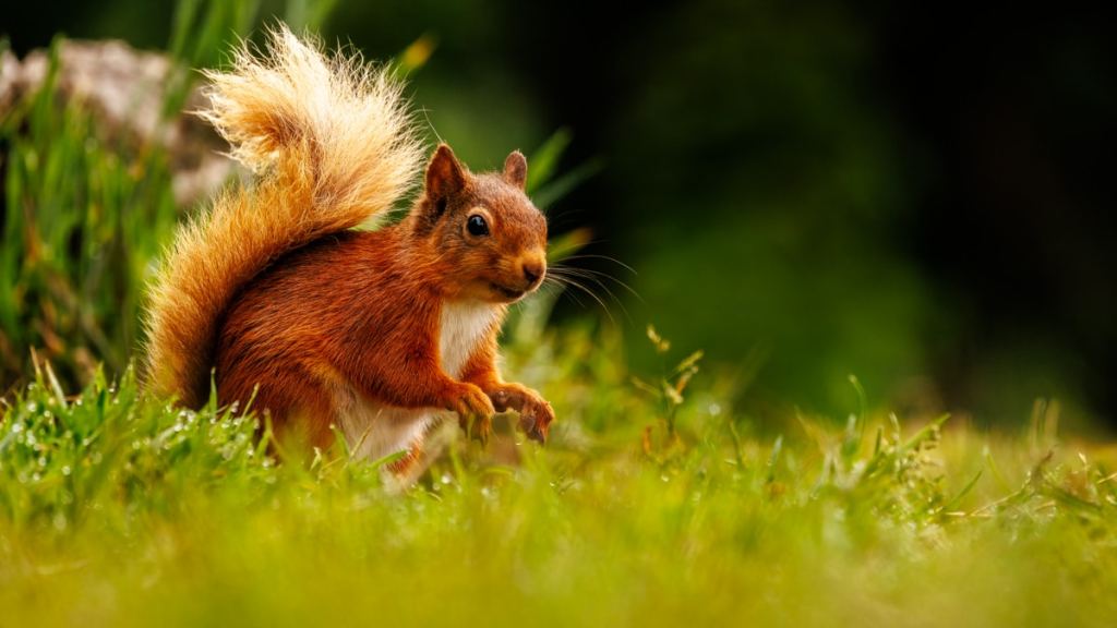 Red squirrel in green grass, a focus for a wildlife photography workshop for beginners