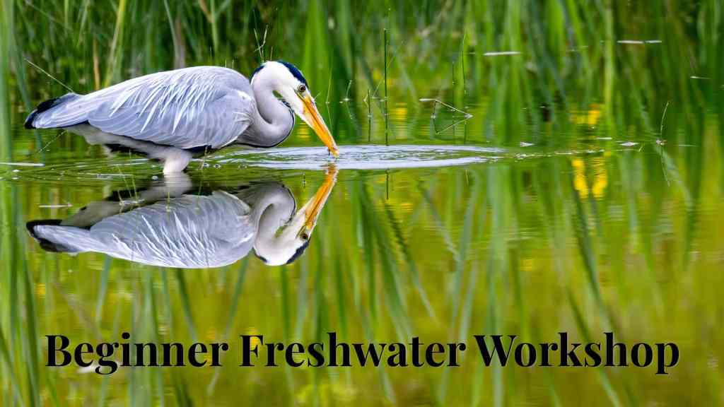Grey Heron with Reflection