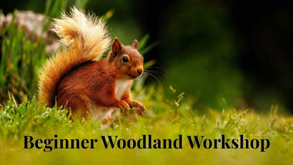 Red squirrel in grass; Beginner Woodland Workshop. Wildlife photography workshops for beginners.