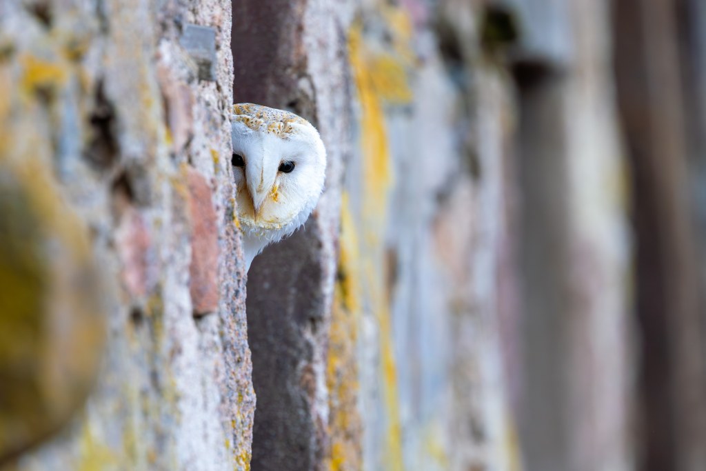Barn Owl peaking out from window by WildScot, Scottish Wildlife Blog,