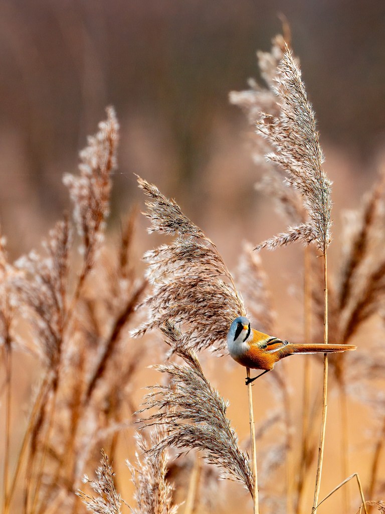 Bearded reedling perched on reeds in Scotland. Wildlife in Scotland.