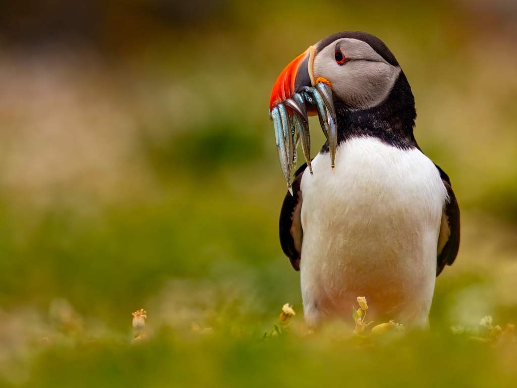Gannets fighting in the water near Bass Rock.