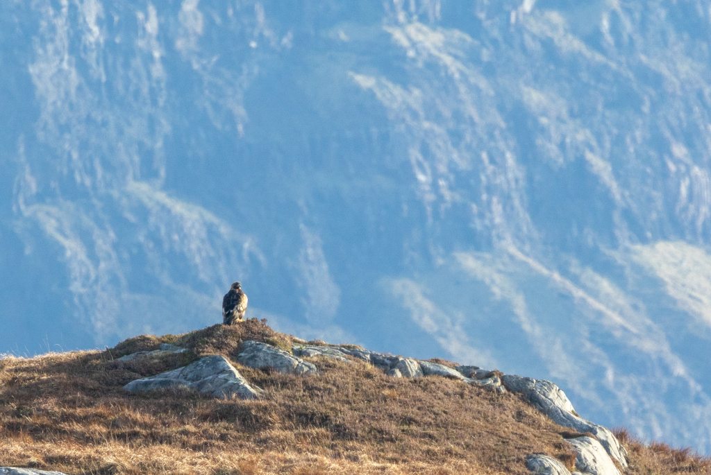 Golden eagle perched on a rocky outcrop in the Scottish Highlands. #wildlifephotographyworkshopsScotland