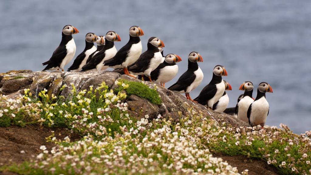 Bottlenose dolphin catching a fish at Chanonry Point.