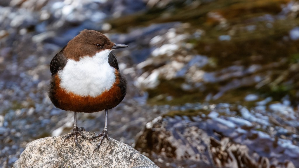 Bottlenose dolphin catching a fish at Chanonry Point.