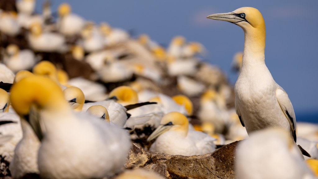 Bottlenose dolphin catching a fish at Chanonry Point.