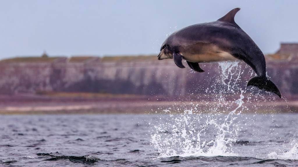 Bottlenose dolphin catching a fish at Chanonry Point.