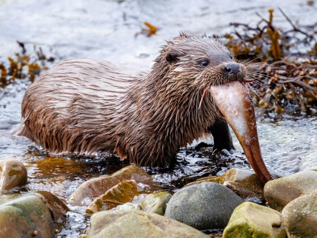 Otter with fish during an otter photography workshop, standing in shallow water near rocks.